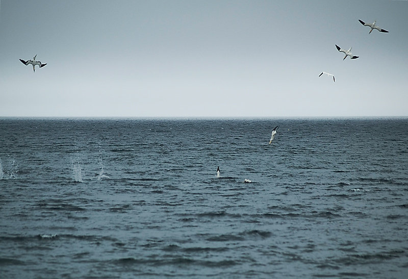 mouette-attack-v2.jpg